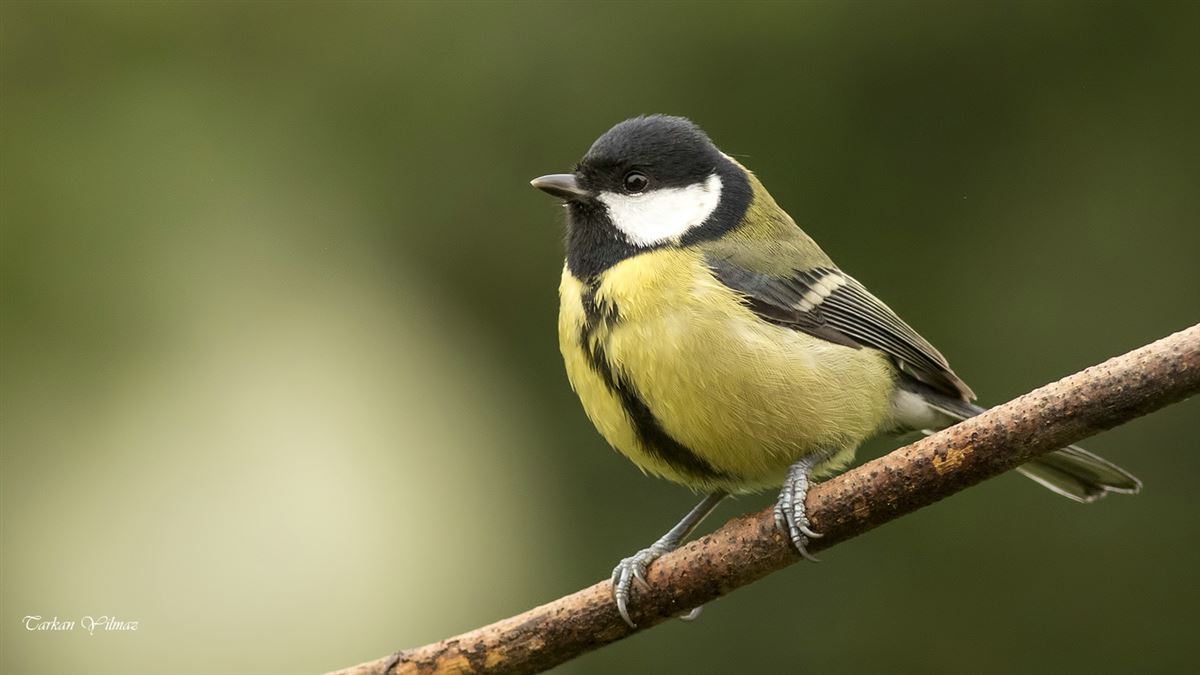 Great Tit