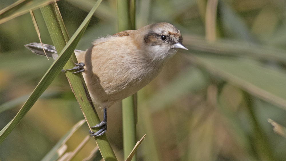 Eurasian Penduline Tit