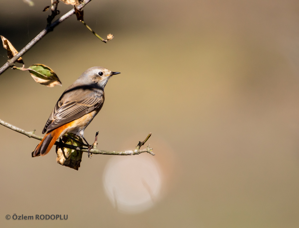 Common Redstart