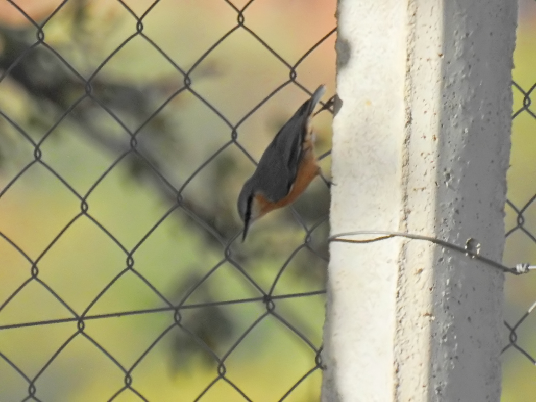 Eurasian Nuthatch