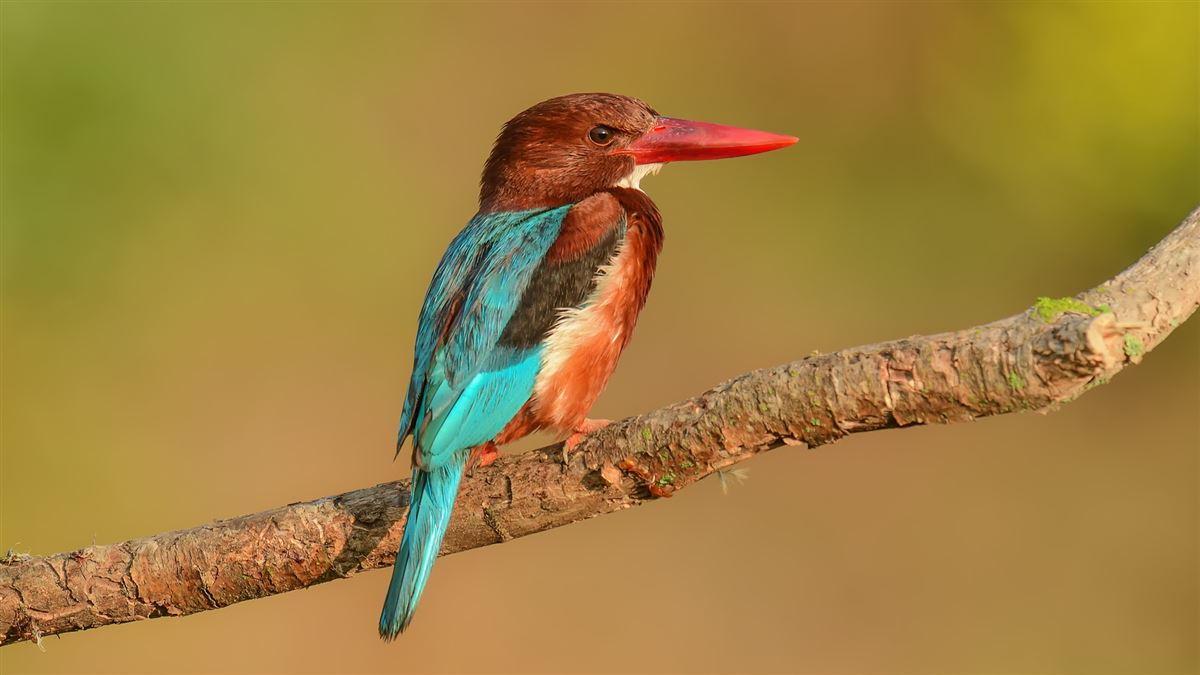 White-throated Kingfisher