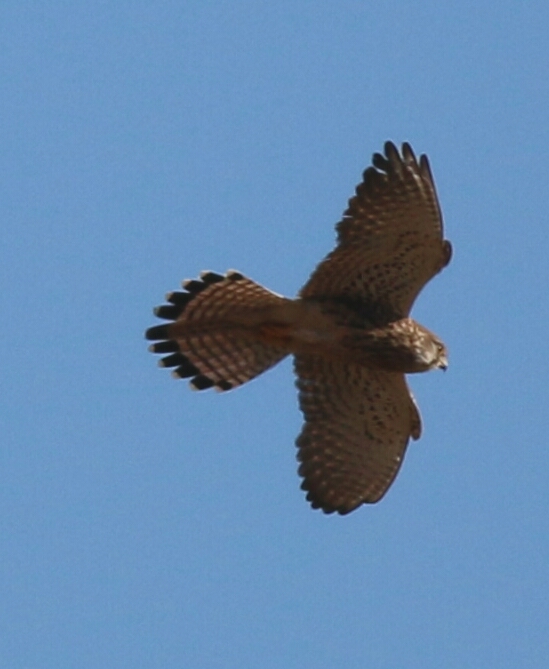 Common Kestrel