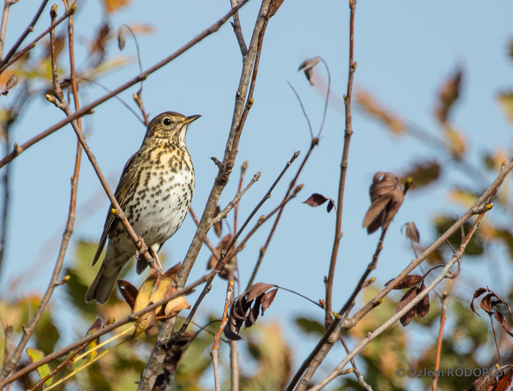 Song Thrush