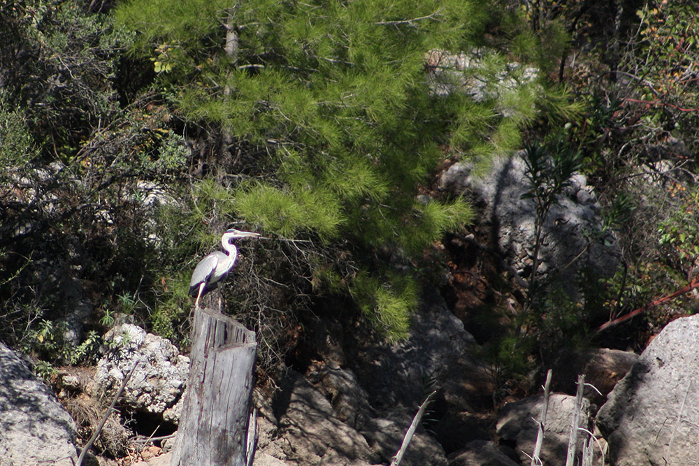 Grey Heron