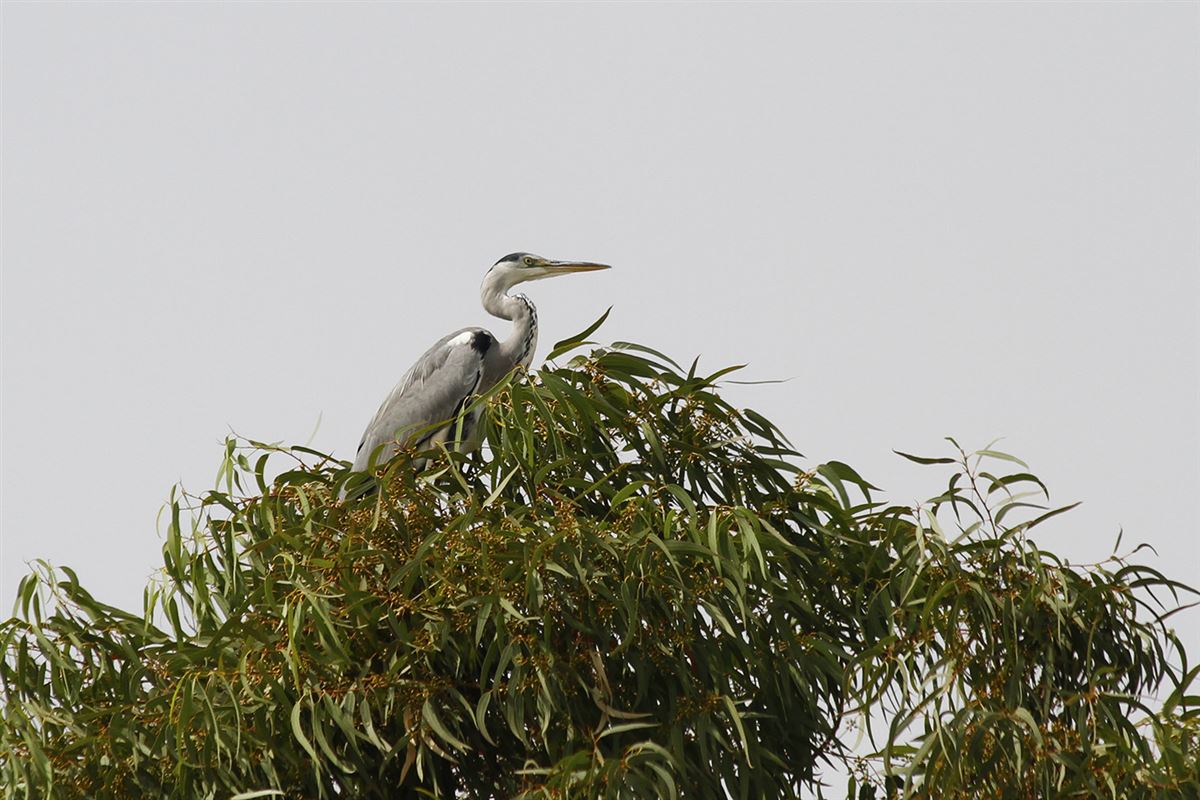 Grey Heron