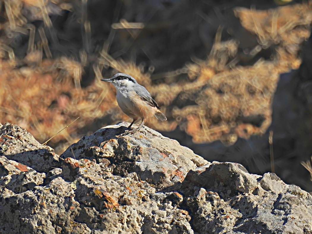 Western Rock Nuthatch