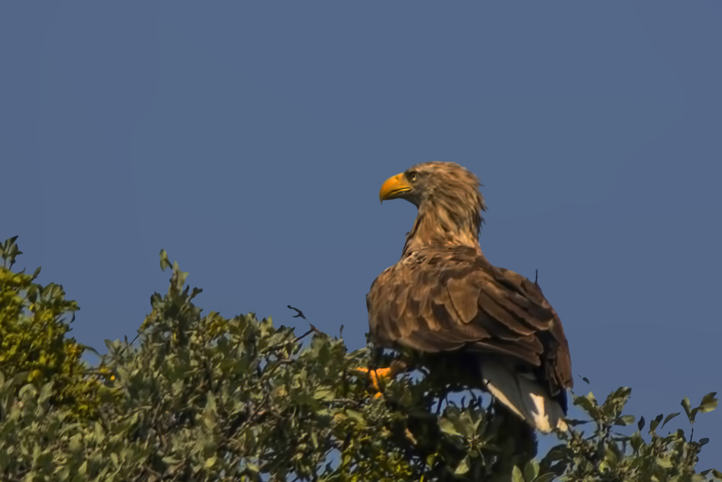 White-tailed Eagle