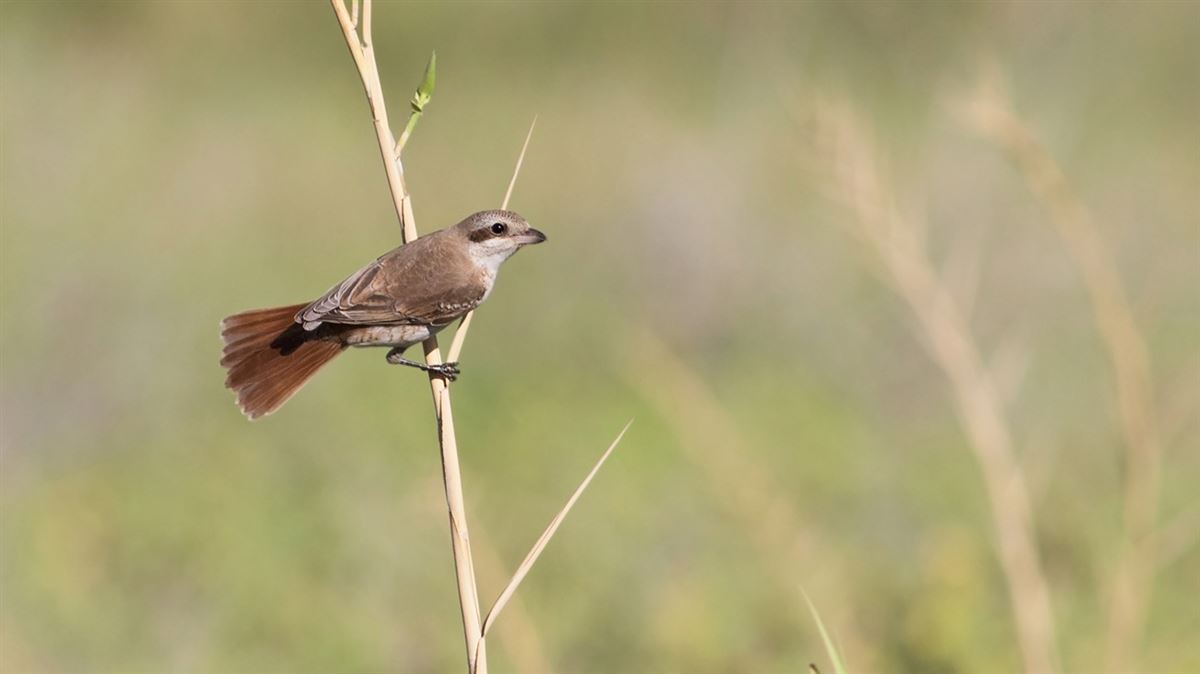 Red-tailed Shrike
