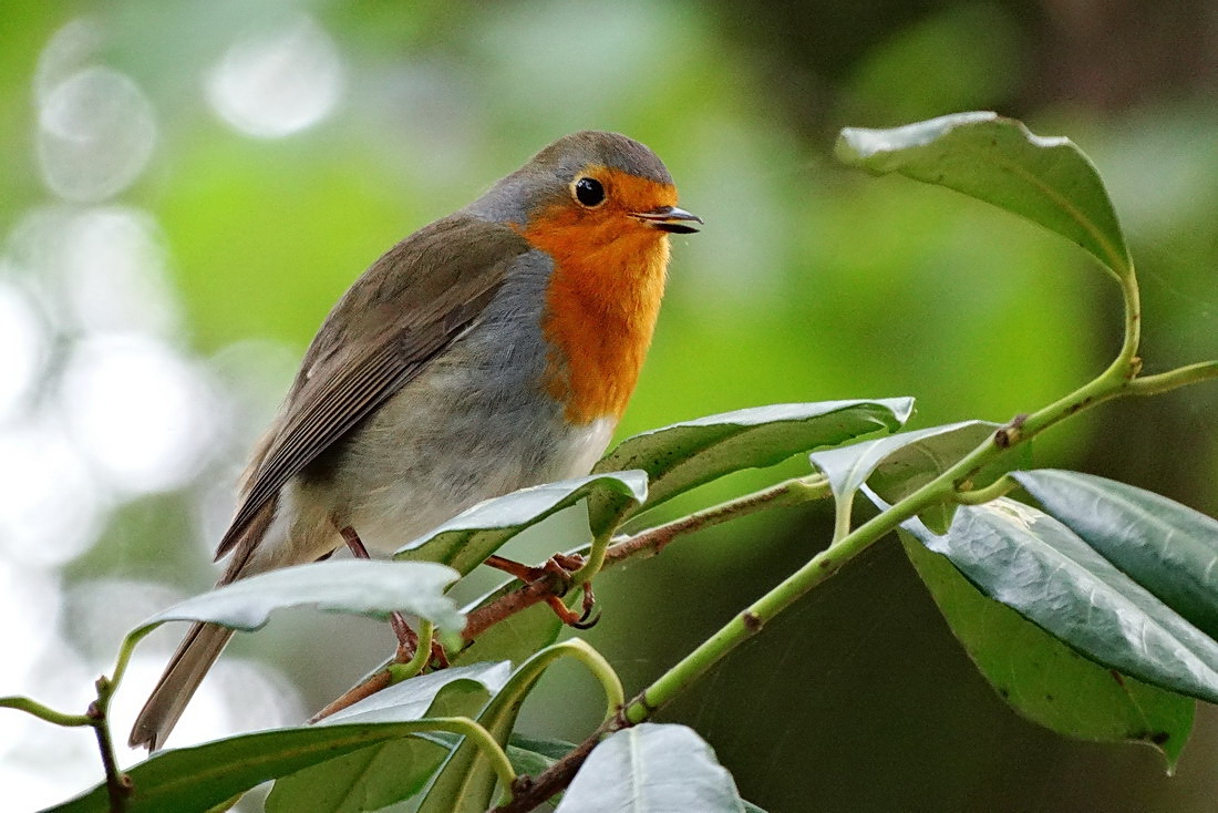 European Robin