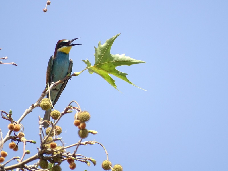 European Bee-eater