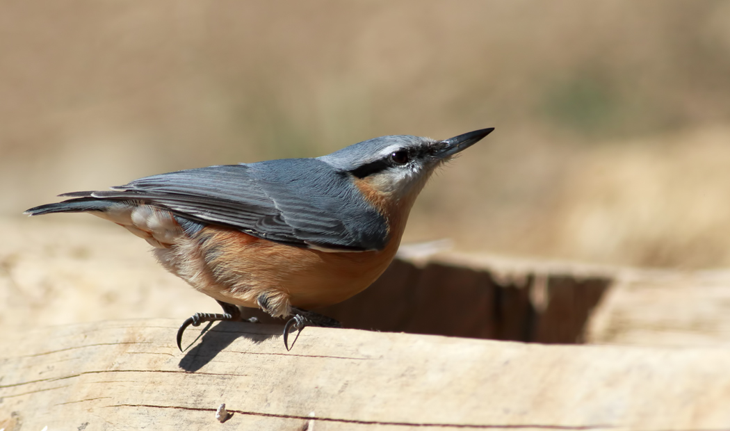 Eurasian Nuthatch