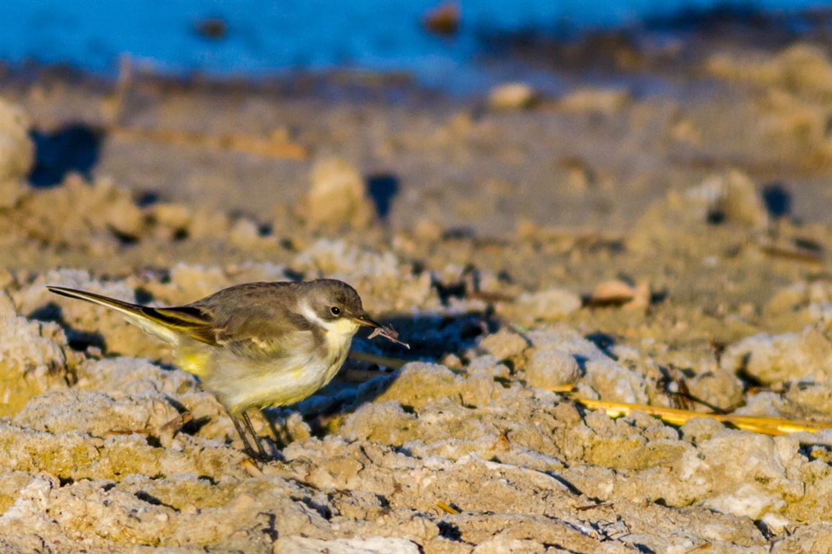 Western Yellow Wagtail