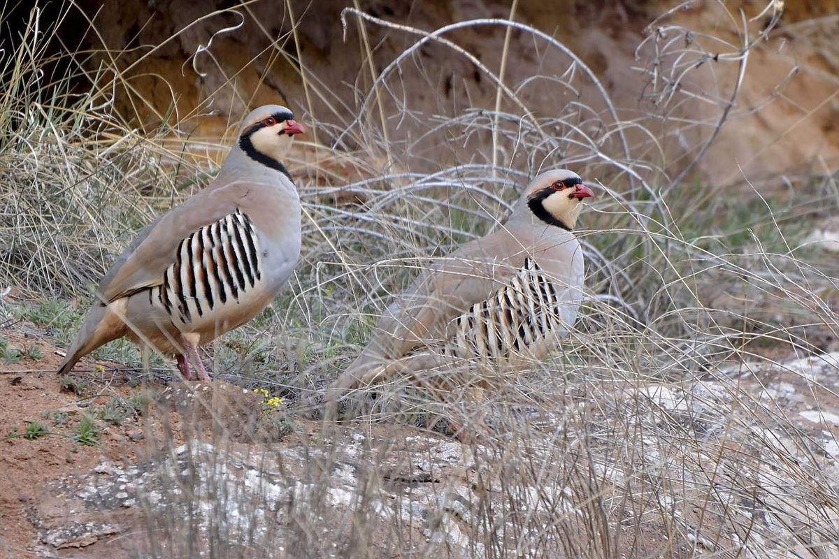 Chukar Partridge