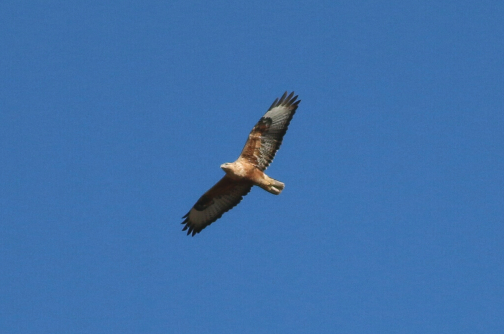 Long-legged Buzzard
