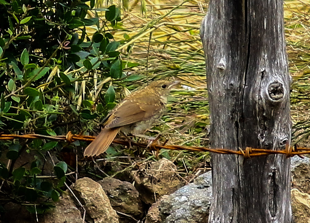 Common Nightingale