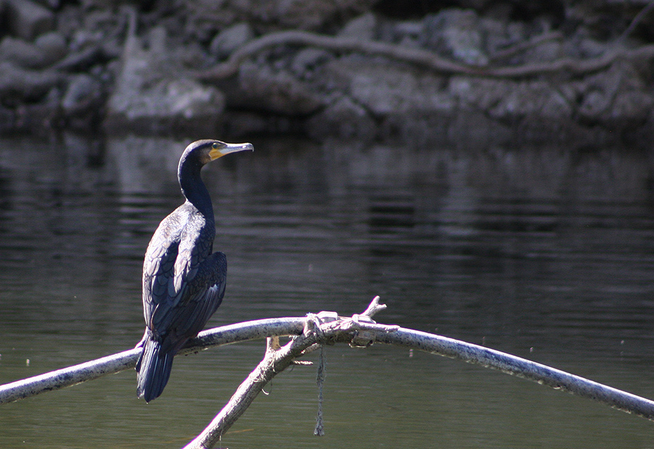 Karabatak