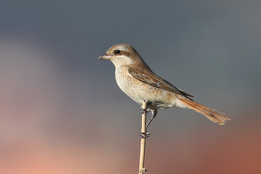 Red-tailed Shrike