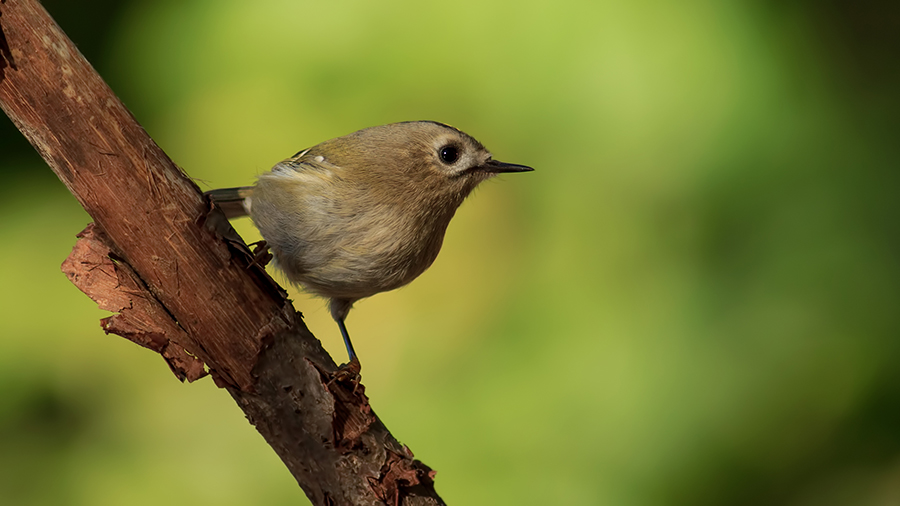 Goldcrest