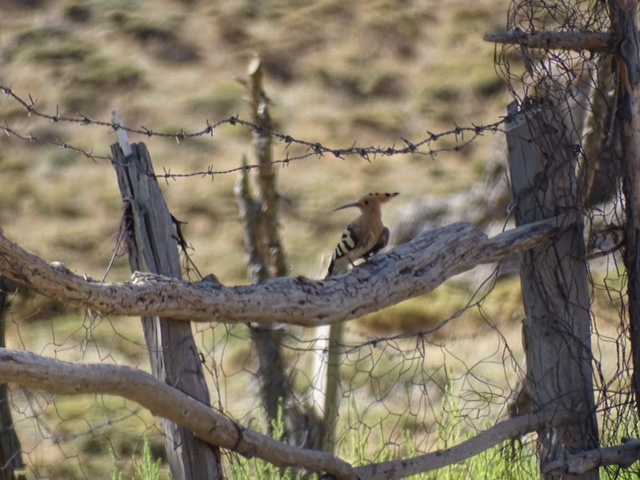 Common Hoopoe