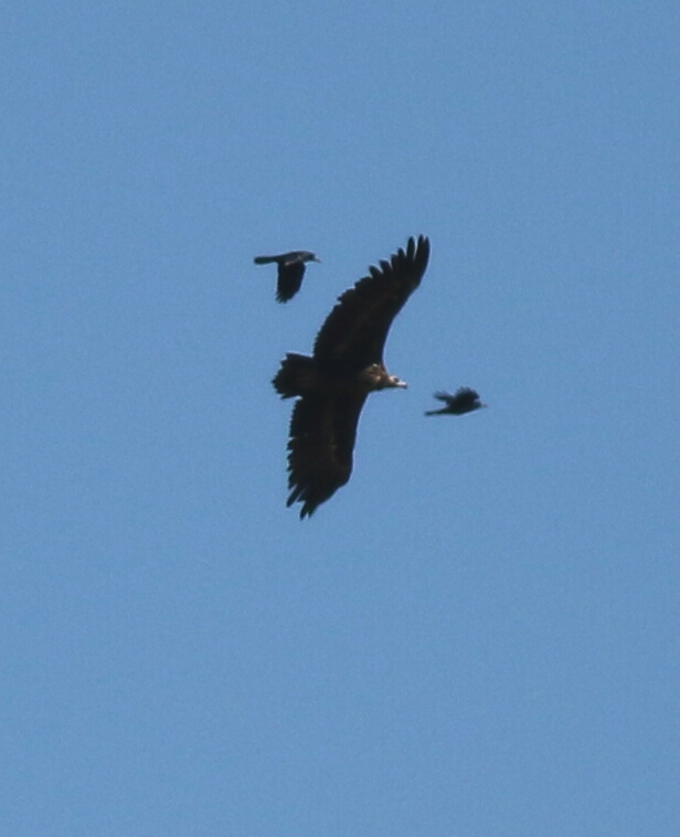 Cinereous Vulture