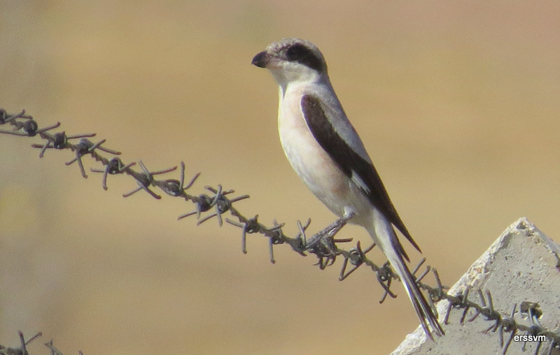 Lesser Grey Shrike