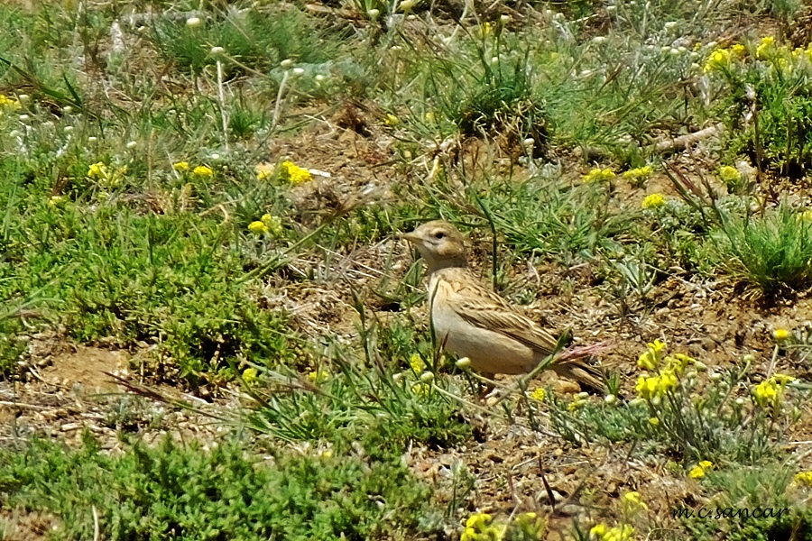 Turkestan Short-toed Lark