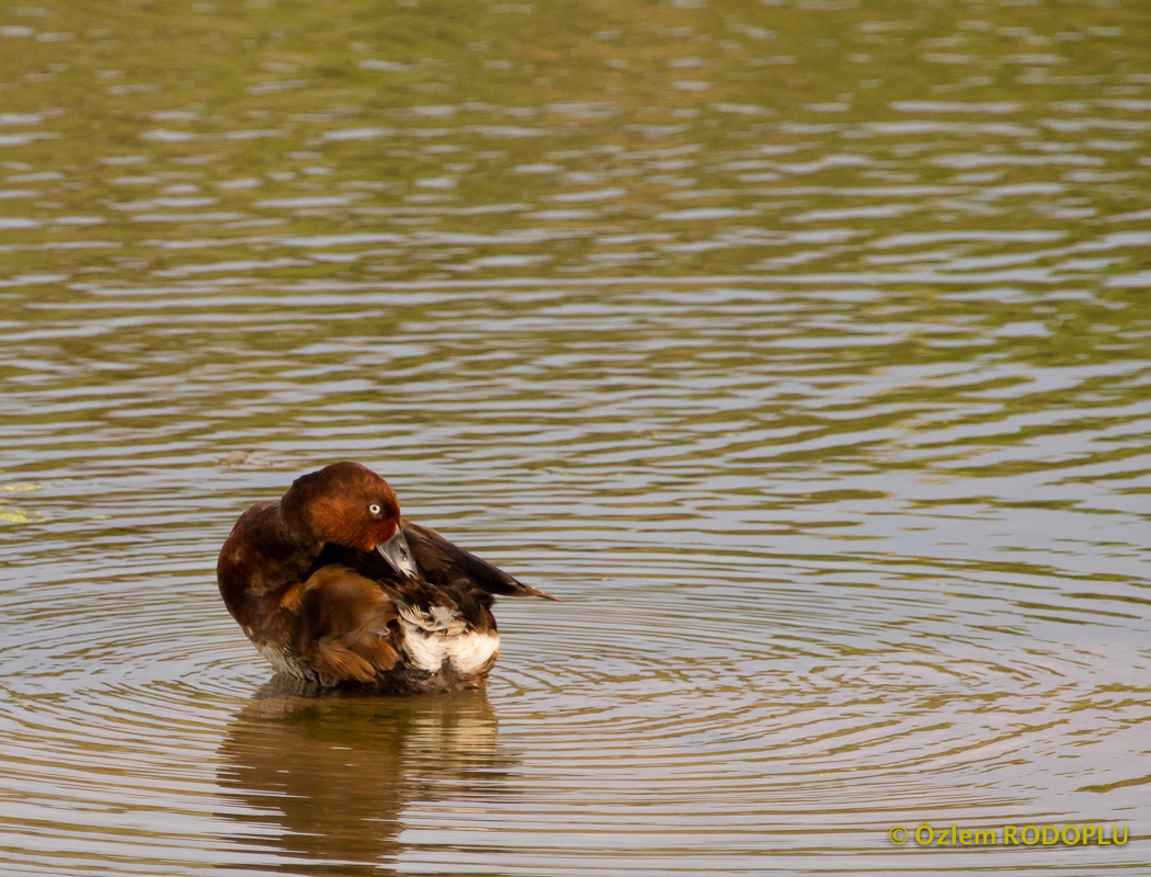Ferruginous Duck