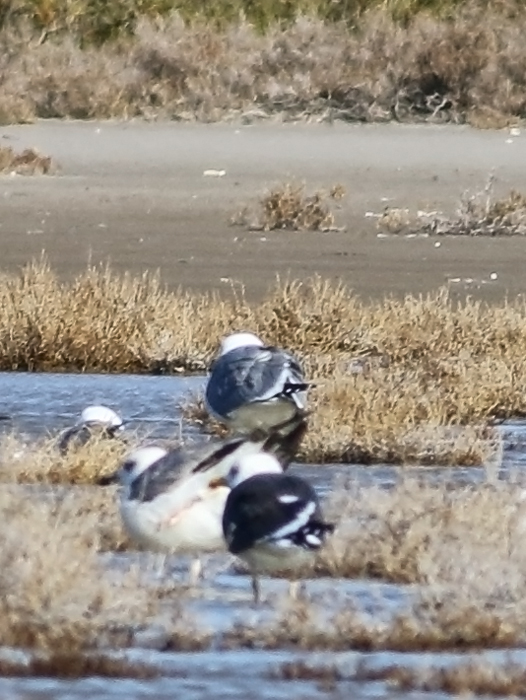Lesser Black-backed Gull