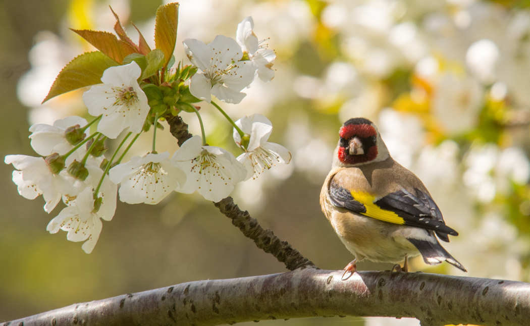 European Goldfinch