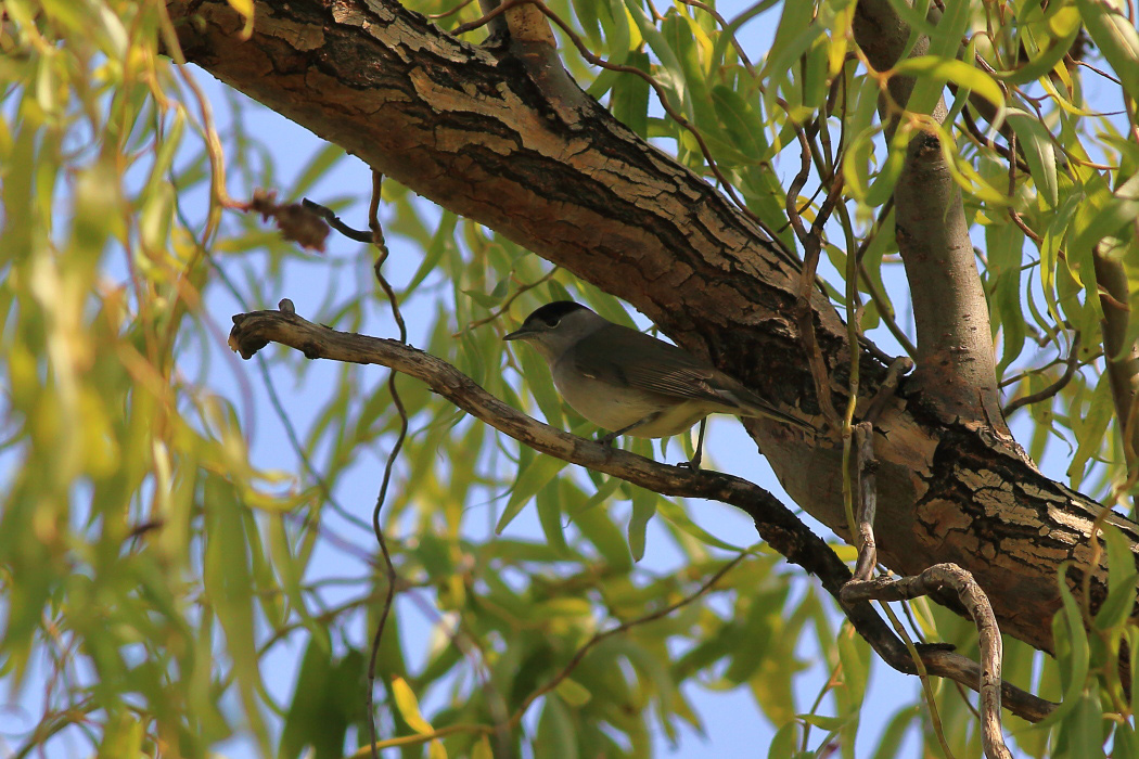 Eurasian Blackcap
