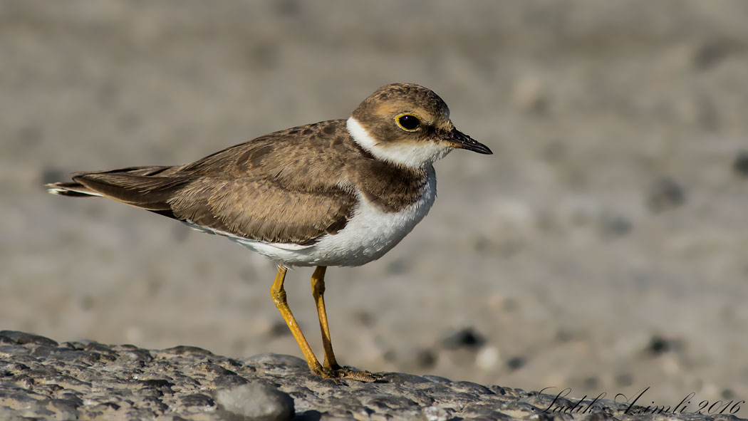 Little Ringed Plover