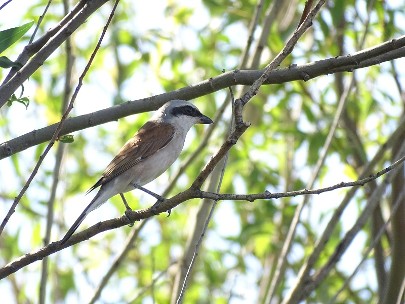 Red-backed Shrike