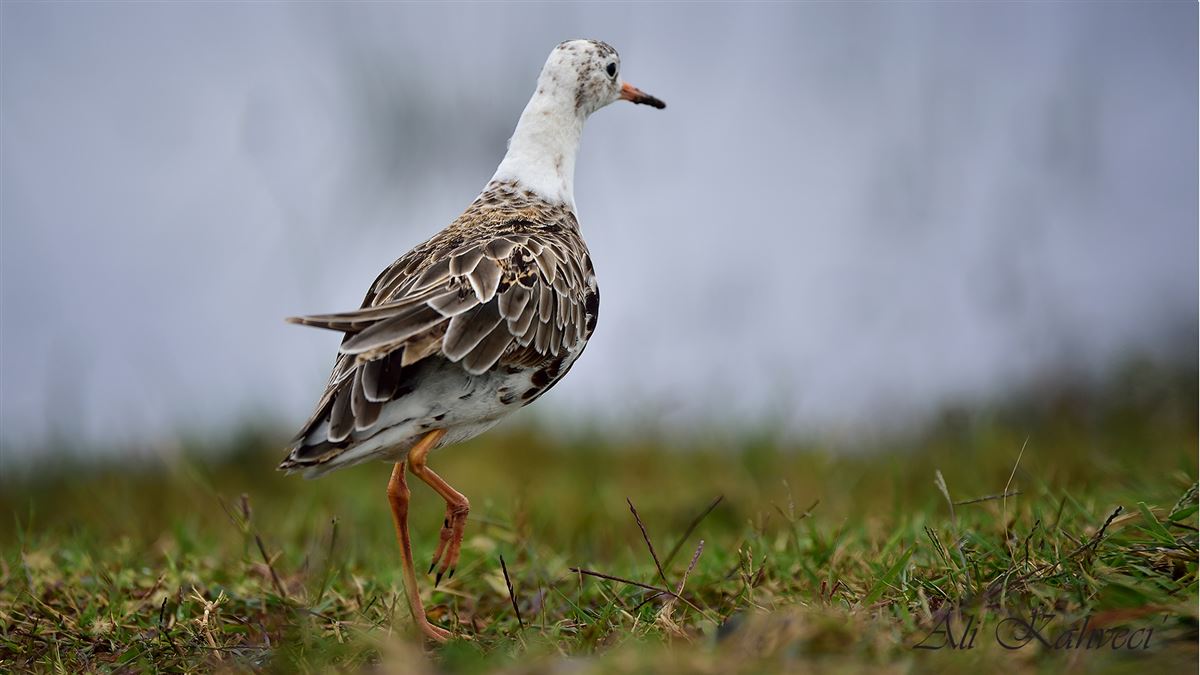 Ruff
