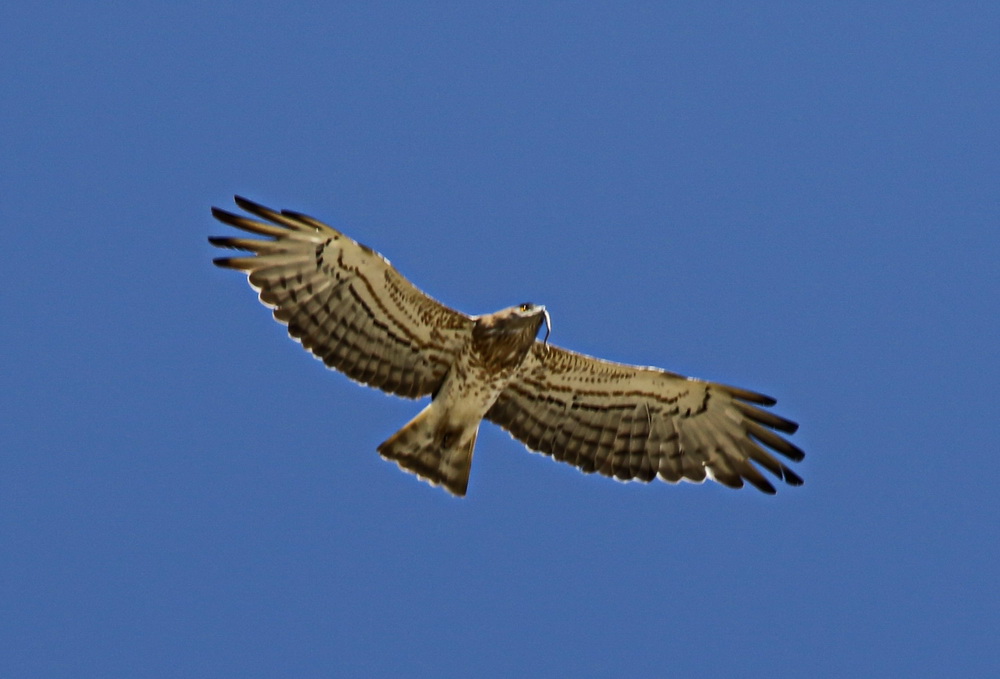 Short-toed Snake Eagle