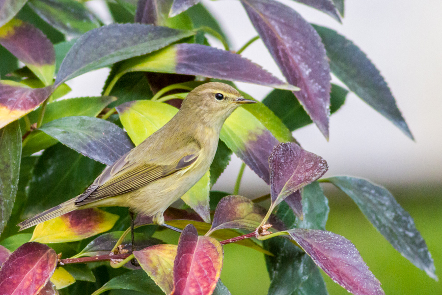 Common Chiffchaff
