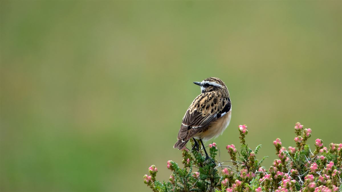 Whinchat
