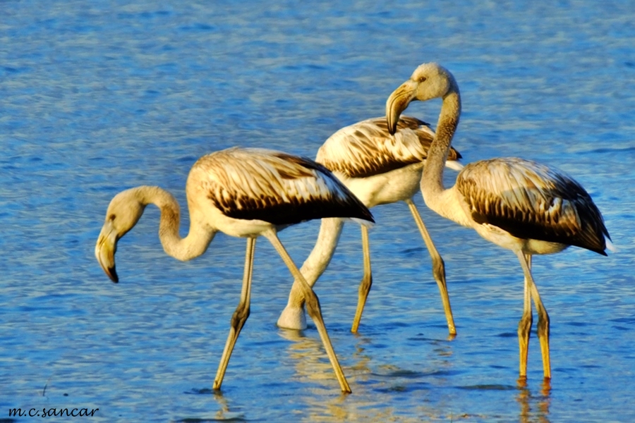 Greater Flamingo