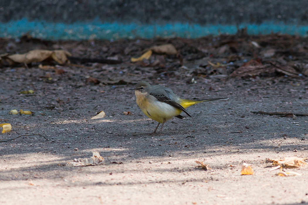 Grey Wagtail
