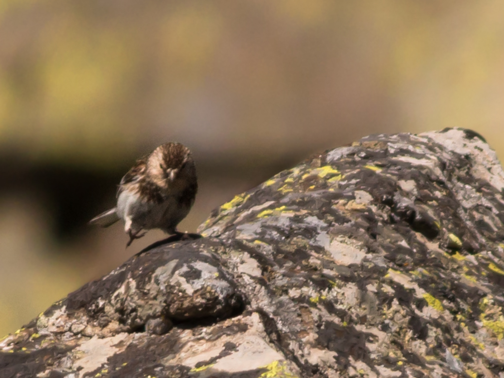 Twite