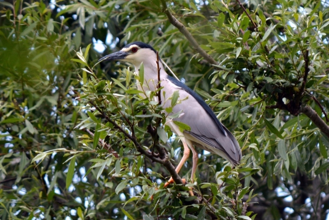 Black-crowned Night Heron