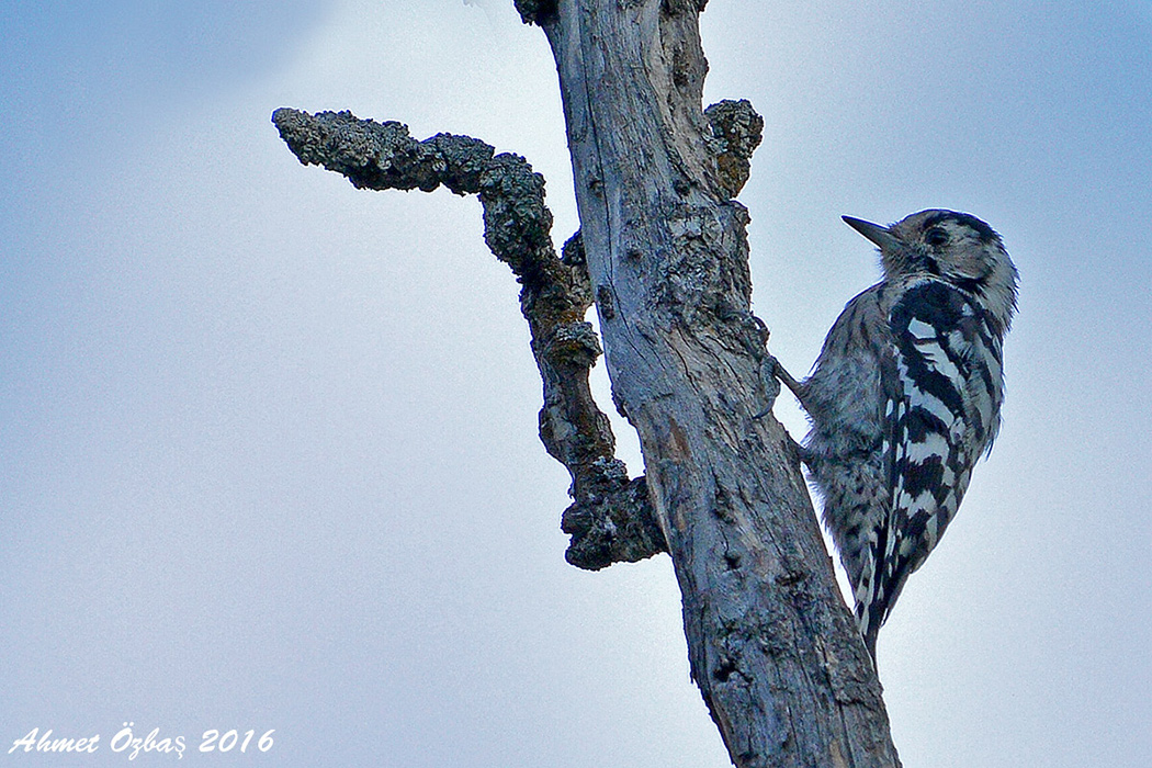 Lesser Spotted Woodpecker