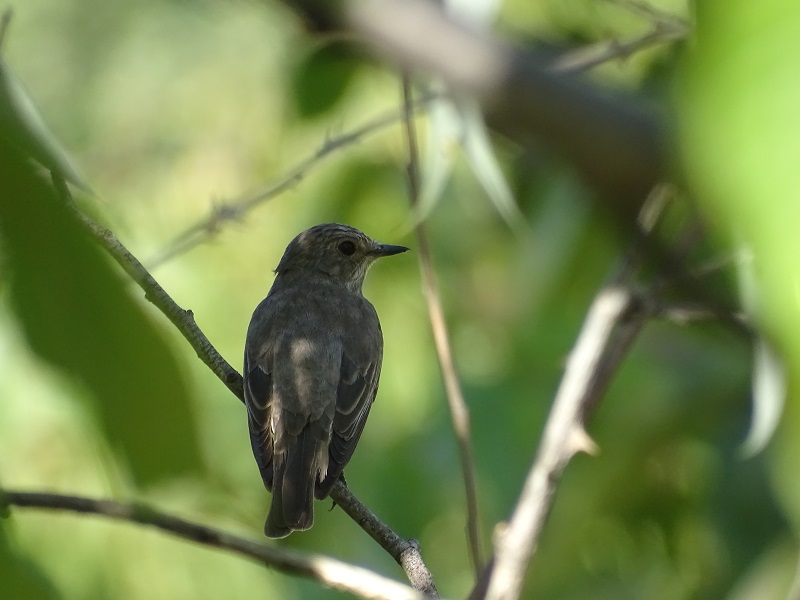 Spotted Flycatcher