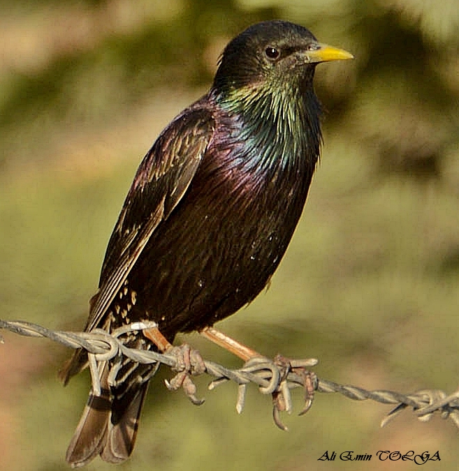 Common Starling