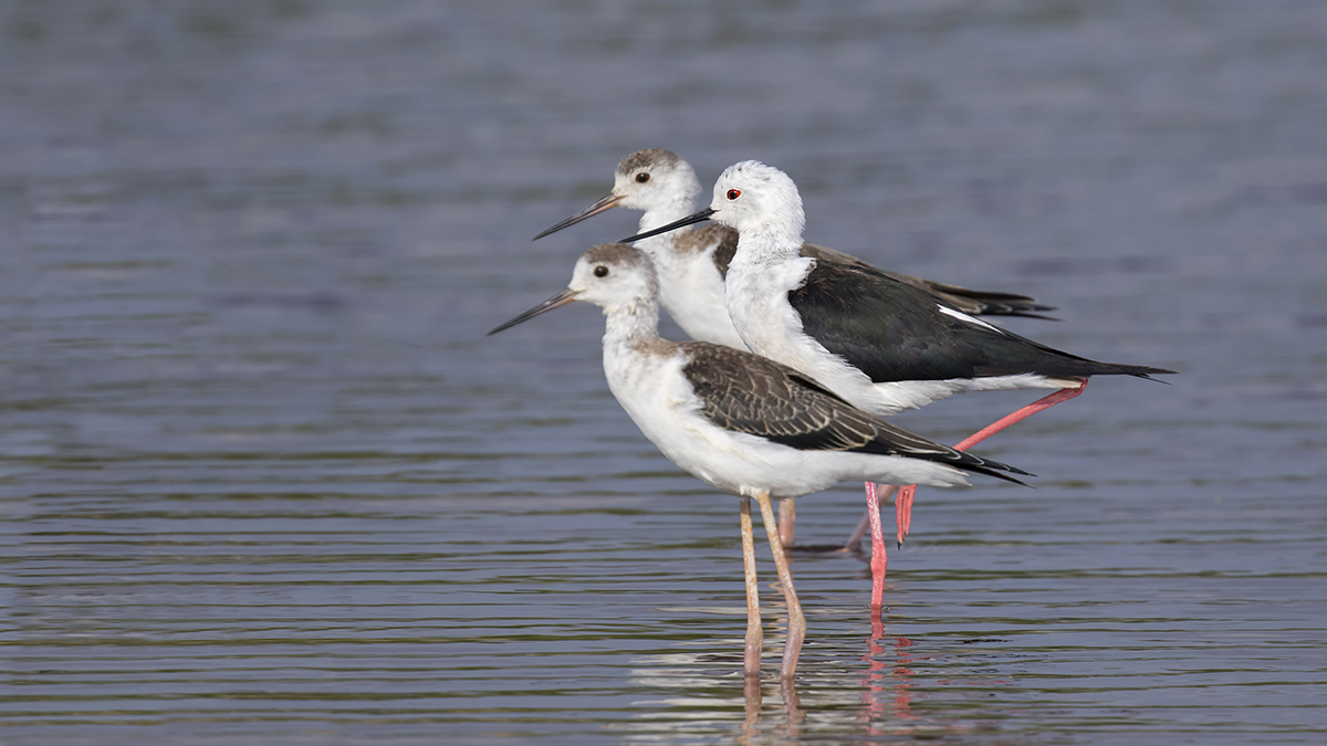 Black-winged Stilt