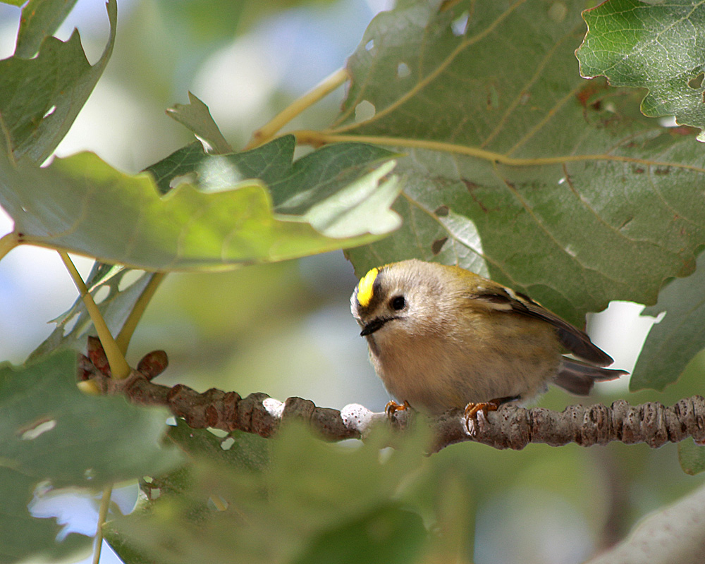 Goldcrest