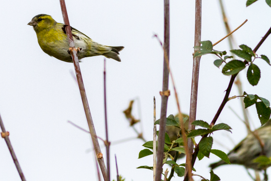 Eurasian Siskin
