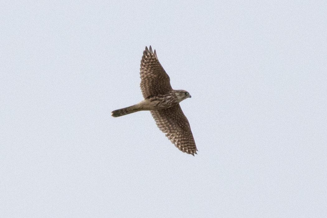Merlin