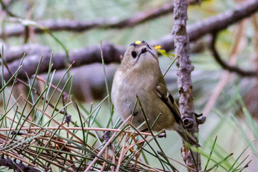Goldcrest
