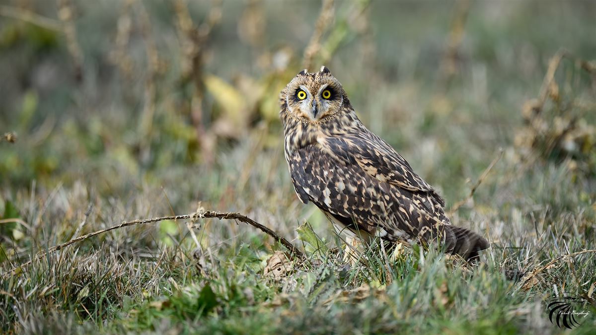 Short-eared Owl