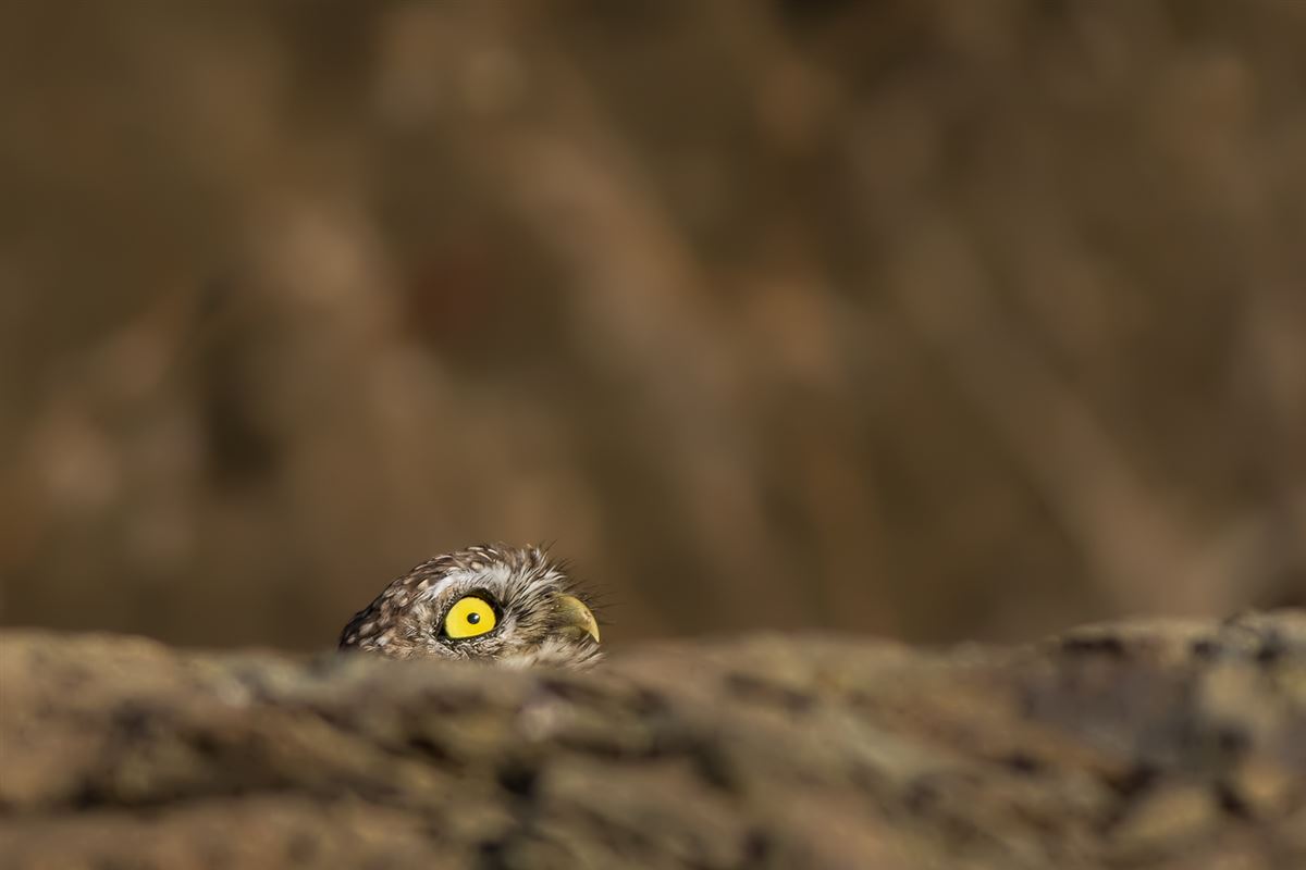 Little Owl